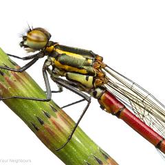 MYN Large Red Damselfly 2 